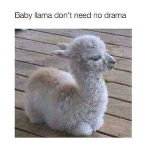 Meet your Posher, Tamara